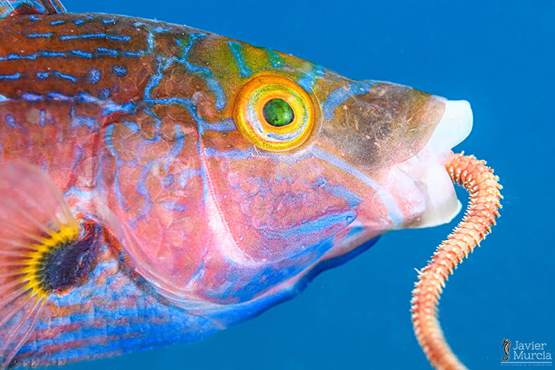 una lubina con la luz que le alumbra es sorprendida con una lobriz absorbiendo por la boca
